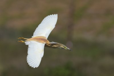 Squacco Heron (Ardeola ralloides)