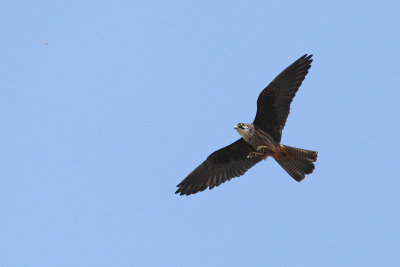 g4/83/944883/3/138009247.GiY2Fxv5.jpg