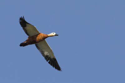 g4/83/944883/3/139468791.OWUa43P7.jpg