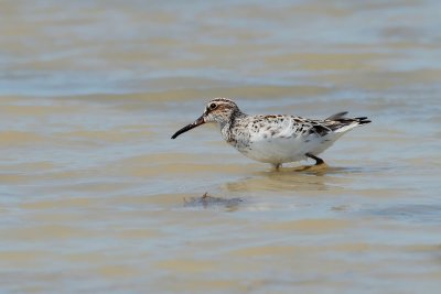 Broad-billed Sandpiper (Limicola falcinellus)