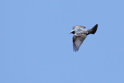 Blue Rock-thrush - (Monticola solitarius) 