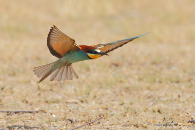 European Bee-eater(Merops apiaster) 