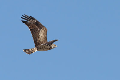 Short-toed Eagle (Circaetus gallicus)