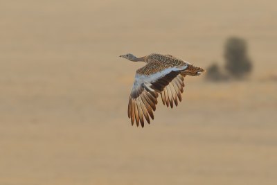 g4/83/944883/3/140063514.Cf761My4.jpg