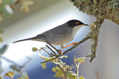 Gallery Sardinian Warbler