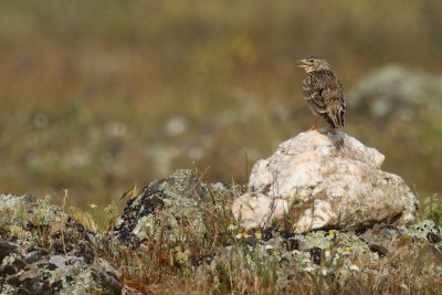 Gallery Calandra Lark