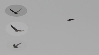Roodstuitzwaluw / Red-rumped Swallow / Cecropis daurica