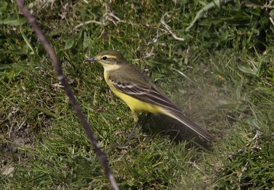 Engelse Kwikstaart / British Yellow Wagtail / Motacilla flavissima