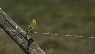 Engelse Kwikstaart / British Yellow Wagtail / Motacilla flavissima