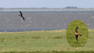 Grauwe Kiekendief / Montagu's Harrier / Circus pygargus