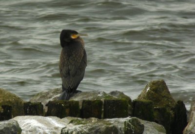 Grote Aalscholver / Atlantic Great Cormorant / Phalacrocorax carbo carbo