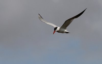 Reuzenstern / Caspian Tern / Hydroprogne caspia