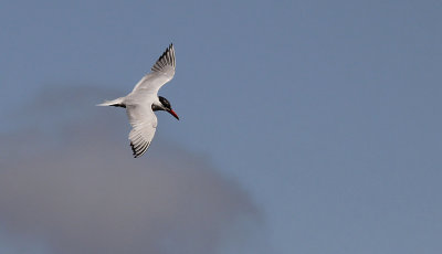 Reuzenstern / Caspian Tern / Hydroprogne caspia