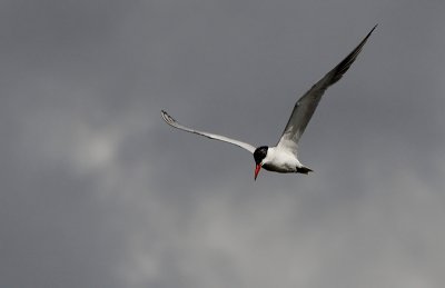 Reuzenstern / Caspian Tern / Hydroprogne caspia