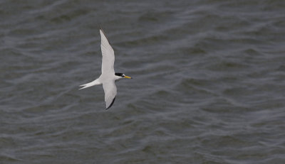 Dwergstern / Little Tern / Sternula albifrons