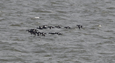 Grote Zee-eend / Velvet Scoter / Melanitta fusca