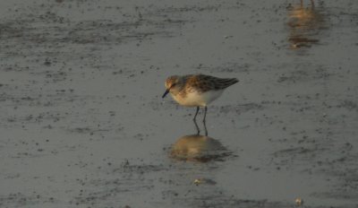 Grijze Strandloper / Semipalmated Sandpiper / Calidris pusilla