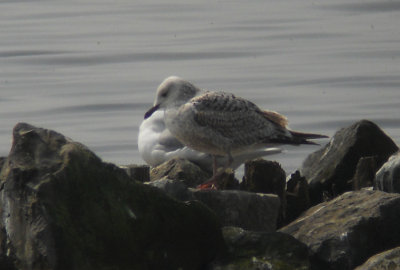 Pontische Meeuw / Caspian Gull / Larus cachinnans