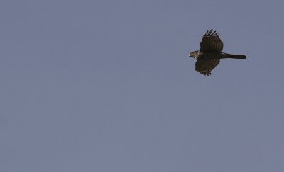 Sperwer / Eurasian Sparrowhawk / Accipiter nisus