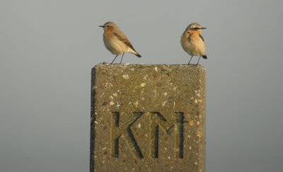 Tapuit / Northern Wheatear / Oenanthe oenanthe