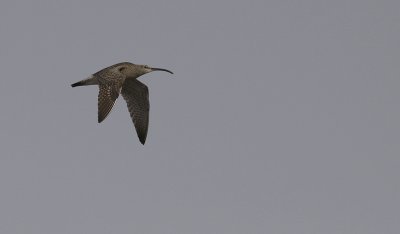 Regenwulp / Whimbrel / Numenius phaeopus