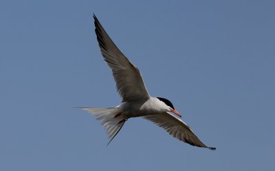 Visdief / Common Tern / Sterna hirundo