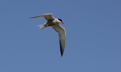 Visdief / Common Tern / Sterna hirundo