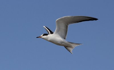 Visdief / Common Tern / Sterna hirundo