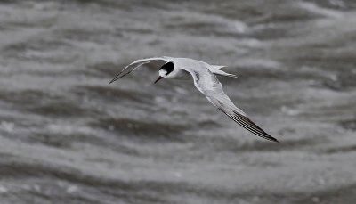 Visdief / Common Tern / Sterna hirundo