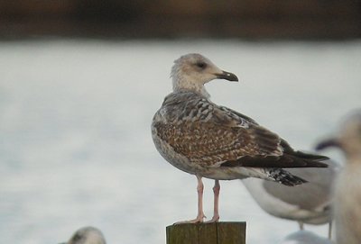 Zilvermeeuw / Herring Gull / Larus argentatus