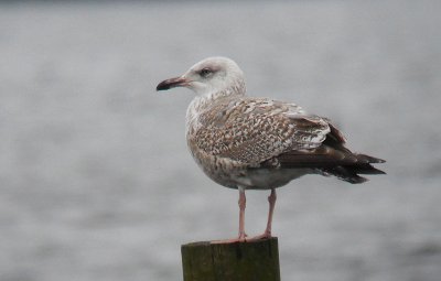 Zilvermeeuw / Herring Gull / Larus argentatus