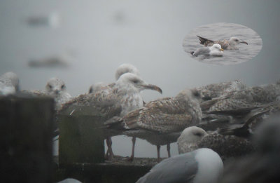 Zilvermeeuw / Herring Gull / Larus argentatus