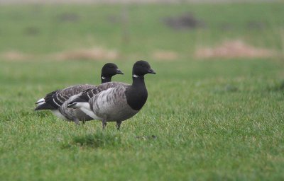 Witbuikrotgans / Pale-bellied Brant / Branta hrota