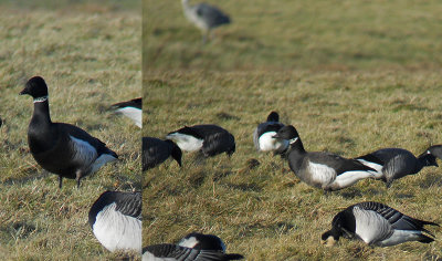 Zwarte Rotgans / Black Brant / Branta nigricans