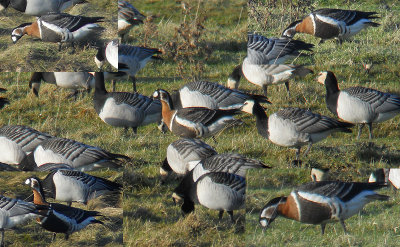 Roodhalsgans / Red-breasted Goose / Branta ruficollis