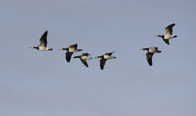 Witbuikrotgans / Pale-bellied Brant / Branta hrota