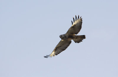 Ruigpootbuizerd / Rough-legged Buzzard / Buteo lagopus