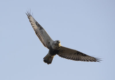 Ruigpootbuizerd / Rough-legged Buzzard / Buteo lagopus