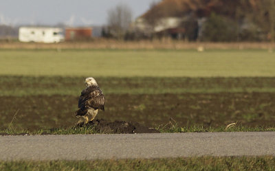 Ruigpootbuizerd / Rough-legged Buzzard / Buteo lagopus