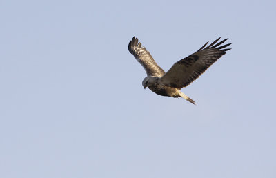 Ruigpootbuizerd / Rough-legged Buzzard / Buteo lagopus