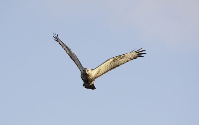 Ruigpootbuizerd / Rough-legged Buzzard / Buteo lagopus