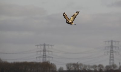 Ruigpootbuizerd / Rough-legged Buzzard / Buteo lagopus