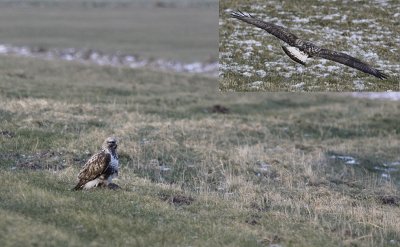 Ruigpootbuizerd / Rough-legged Buzzard / Buteo lagopus