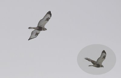 Ruigpootbuizerd / Rough-legged Buzzard / Buteo lagopus