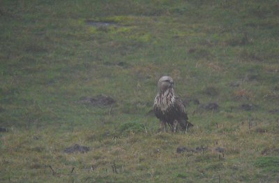 Ruigpootbuizerd / Rough-legged Buzzard / Buteo lagopus