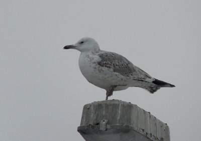 Pontische Meeuw / Caspian Gull / Larus cachinnans