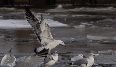 Pontische Meeuw / Caspian Gull / Larus cachinnans