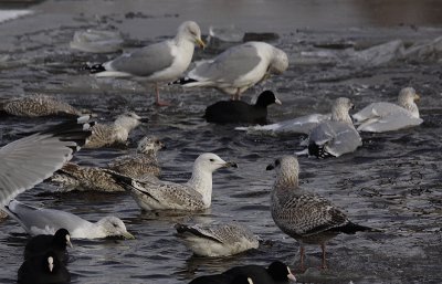 Pontische Meeuw / Caspian Gull / Larus cachinnans