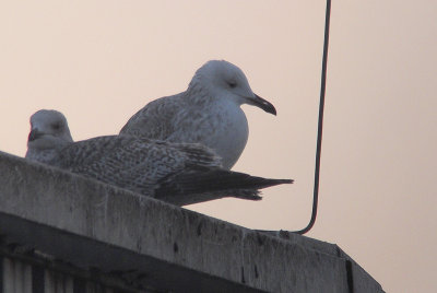 Pontische Meeuw / Caspian Gull / Larus cachinnans