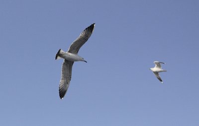 Pontische Meeuw / Caspian Gull / Larus cachinnans